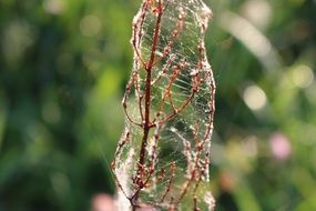 plant branch in cobweb