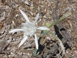 white flower on dry ground