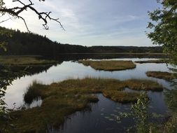 Scenic Landscape of the lake in a forest