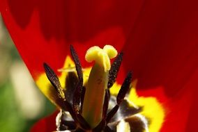 Macro photo of the beautiful and colorful tulip flower pistil