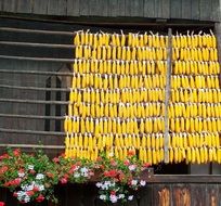 harvest of corn like yellow tubes