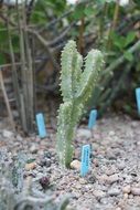 Growing cactus in a botanical garden