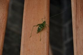 closeup photo of small grasshopper on a wooden bench