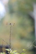 dragonfly on the bush twig
