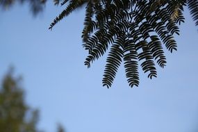 green leaves in the forest against the sky