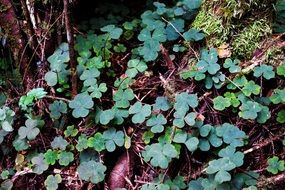 green clover leaves on forest floor