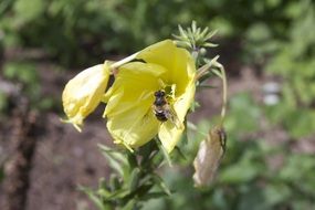 insect sitting on a yellow flower