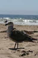 seagull on a sandy sunny beach