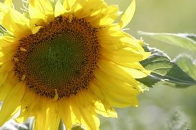 Sunflower plants in summer
