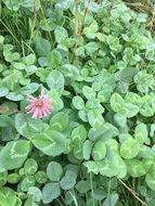 pink flower in green clover leaves