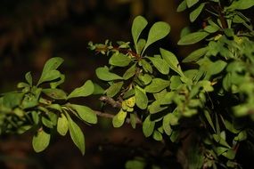 green flowers in garden by night