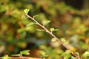 young tree branch closeup