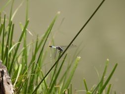grey dragonfly sitting on stem, blurred background