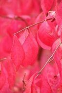 Pink leaf plants