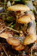 mushrooms near a tree in the autumn forest