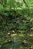 unusually beautiful green babble water