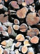felled trees under the sun
