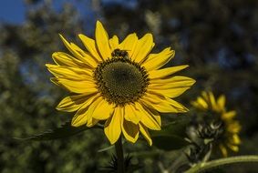 furry bee on a bright yellow sunflower