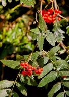 red berries on the branches with green leaves