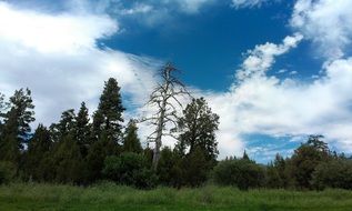 old dead tree tree in green forest under the blue sky with white clouds