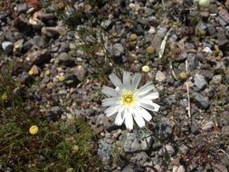 white flower in the park on earth