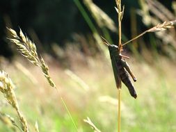 grasshopper insect in meadow