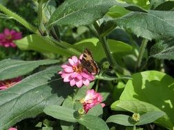 butterfly with closed wings on a pink flower