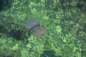 sea jellyfish in pure water