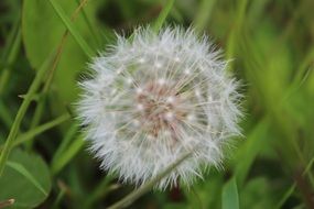 white dandelion on green leaves in the garden