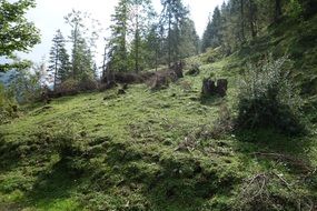 stumps among green grass and moss in the forest