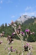 thistle on a background of mountains
