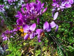 bees to obtain nectar