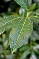 green leaves in water drops close up