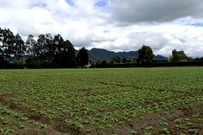 green landscape in the countryside