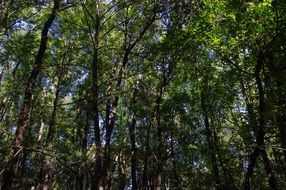 Beautiful young green trees in the forest