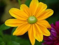 yellow flower in the garden closeup