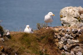 seagull pair high on the rock scene
