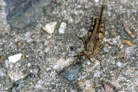 grasshopper on gray stones close-up