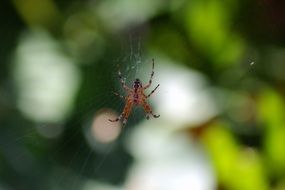 spider on cobweb close up, blurred green background
