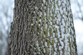 tree bark in the snow in winter