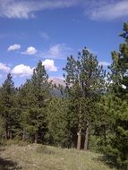 forest in the state reserve in the delavere