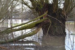 big tree in the water