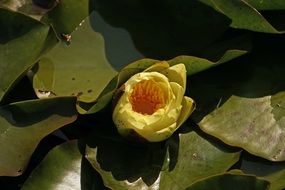 pale yellow water lily on the lake