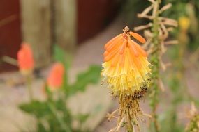 closeup photo of Yellow flowers of the exotic plant
