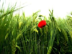 red poppy among green wheat