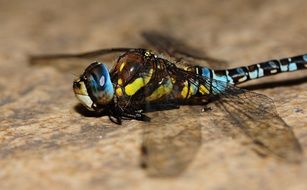 colourful dragonfly insect macro