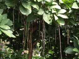 climbing plants in the garden closeup