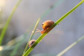 snails early in the morning on grass macro