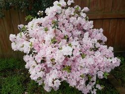 azalea bush with pink flowers