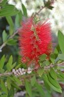 Unusual lush red flower on a branch